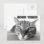 Carte Postale Chat fatigué (Devant / Derrière)