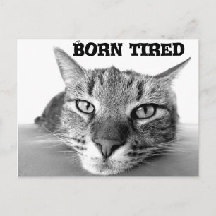 Carte Postale Chat fatigué