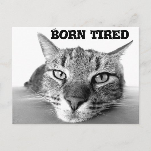 Carte Postale Chat fatigué (Devant)