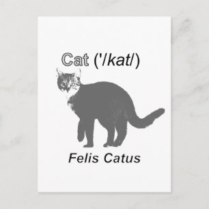 Carte Postale Chat Felis Catus