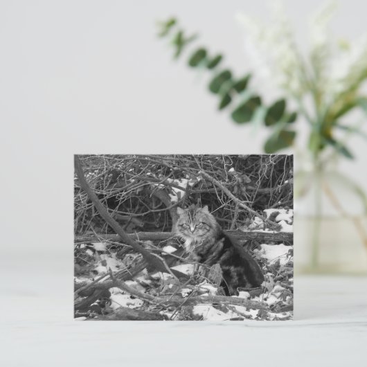 Carte postale Chat Feral Forest (Debout devant)