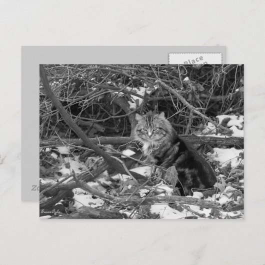 Carte postale Chat Feral Forest (Devant / Derrière)