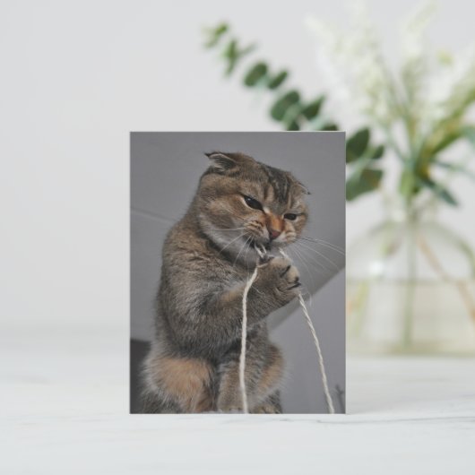 Carte Postale Chat flottant (Debout devant)