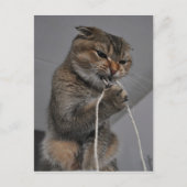 Carte Postale Chat flottant (Devant)