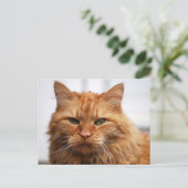 Carte Postale Chat forestier norvégien (Debout devant)