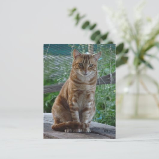 Carte Postale chat ginger (Debout devant)