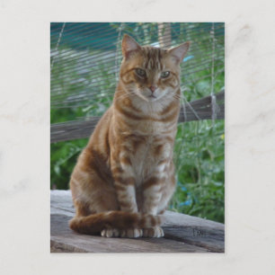 Carte Postale chat ginger