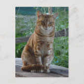 Carte Postale chat ginger (Devant)