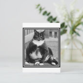 CARTE POSTALE CHAT GRAS CHILLING (Debout devant)