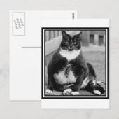 CARTE POSTALE CHAT GRAS CHILLING (Devant / Derrière)