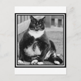 CARTE POSTALE CHAT GRAS CHILLING