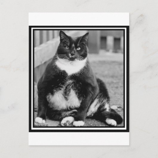 CARTE POSTALE CHAT GRAS CHILLING (Devant)