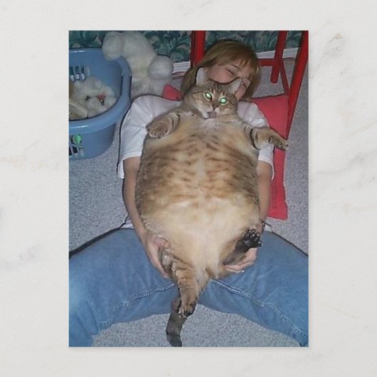 Carte Postale Chat gras moche (Devant)