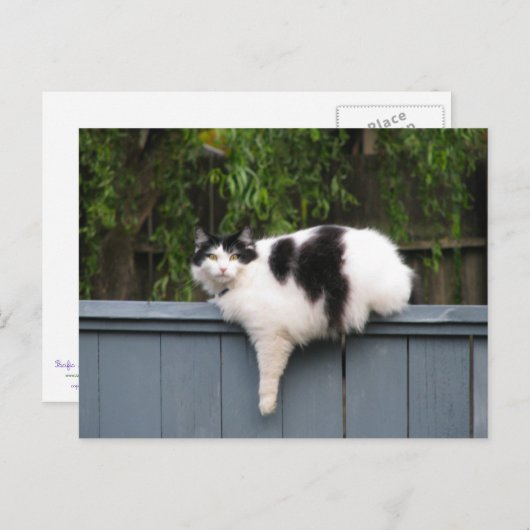 Carte Postale Chat gras sur la clôture (Devant / Derrière)