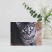 Carte Postale Chat gris adorable (Debout devant)
