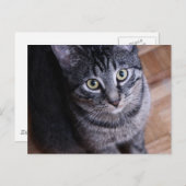 Carte Postale Chat gris adorable (Devant / Derrière)
