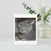 Carte Postale Chat gris bleu russe (Debout devant)