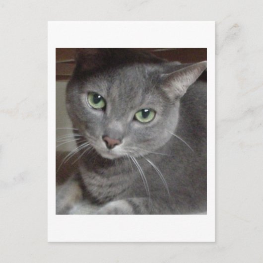 Carte Postale Chat gris bleu russe (Devant)