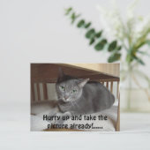Carte Postale Chat gris/bleu russe (Debout devant)