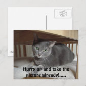 Carte Postale Chat gris/bleu russe (Devant / Derrière)