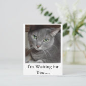 Carte Postale Chat gris bleu russe (Debout devant)