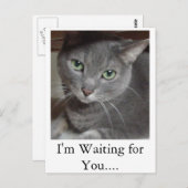 Carte Postale Chat gris bleu russe (Devant / Derrière)