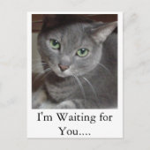 Carte Postale Chat gris bleu russe (Devant)