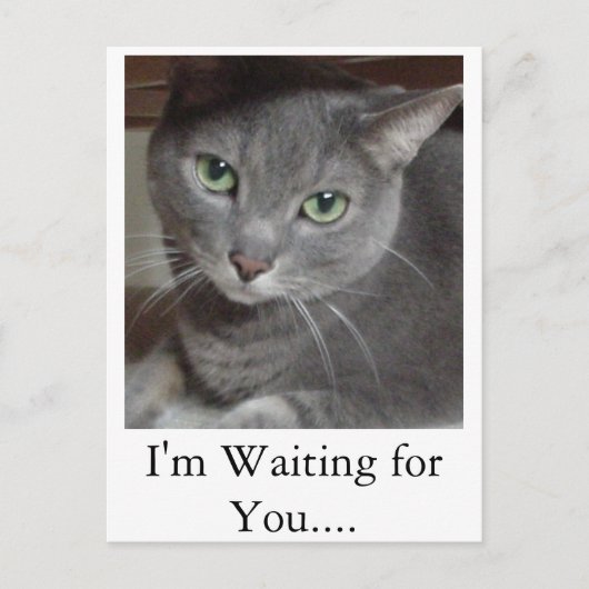 Carte Postale Chat gris bleu russe (Devant)