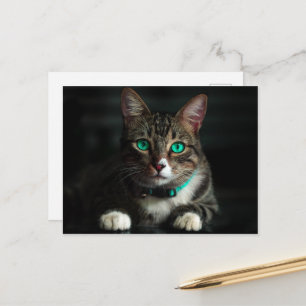 Carte Postale Chat gris et blanc avec yeux bleus et collier corr
