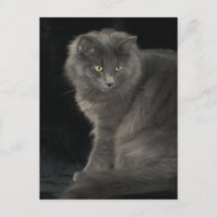 Chat gris Long Cheveux Russe Bleu Kitty Kitten Mig