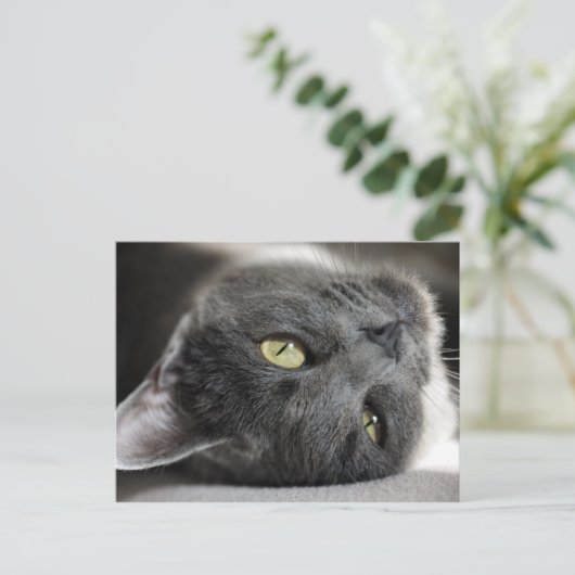 Carte Postale Chat gris mignon (Debout devant)