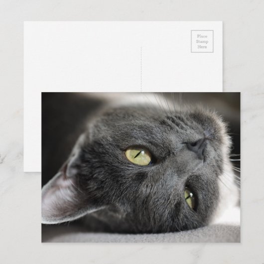 Carte Postale Chat gris mignon (Devant / Derrière)