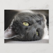 Carte Postale Chat gris mignon (Devant)