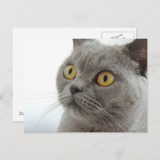 Carte Postale Chat gris mignon (Devant / Derrière)
