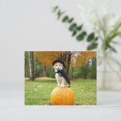 Carte Postale Chat Halloween Sur Un Citrouille Orange (Debout devant)