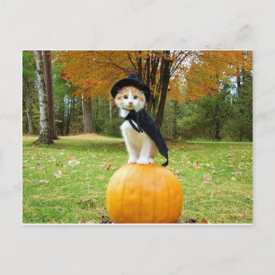 Carte Postale Chat Halloween Sur Un Citrouille Orange