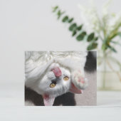 Carte Postale Chat idiot (Debout devant)