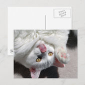 Carte Postale Chat idiot (Devant / Derrière)