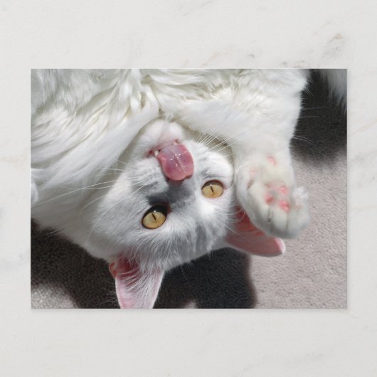 Carte Postale Chat idiot (Devant)