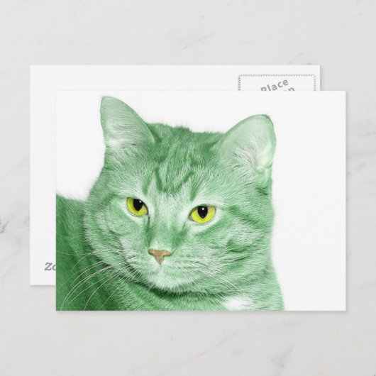 Carte Postale Chat irlandais (Devant / Derrière)