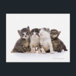Carte Postale Chat japonais<br><div class="desc">Chat japonais | ULTRA.F | AssetID : 82278509</div>