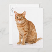 Carte Postale Chat japonais (Devant / Derrière)