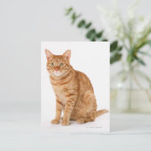 Carte Postale Chat japonais (Debout devant)