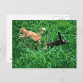 Carte Postale Chat japonais 3 (Devant / Derrière)