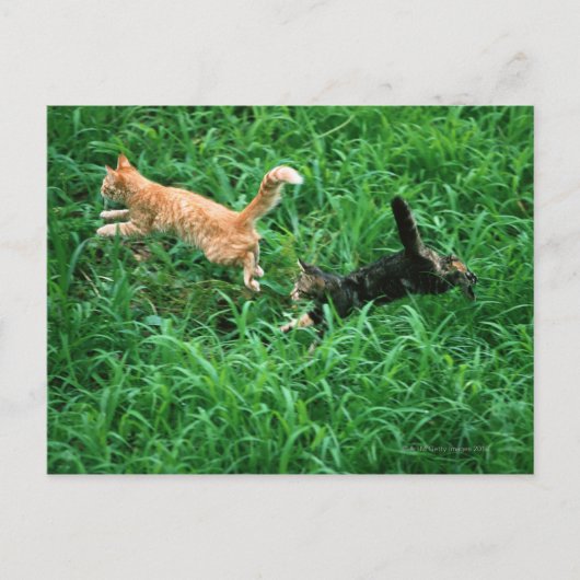 Carte Postale Chat japonais 3 (Devant)