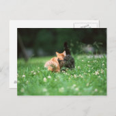 Carte Postale Chat Japonais 4 (Devant / Derrière)