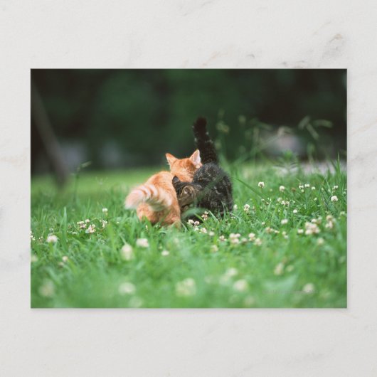 Carte Postale Chat Japonais 4 (Devant)