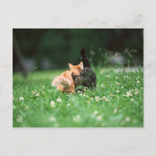 Carte Postale Chat japonais 4