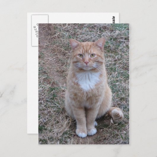Carte Postale Chat Jaune À L'Attention (Devant / Derrière)