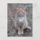 Carte Postale Chat Jaune À L'Attention (Devant)